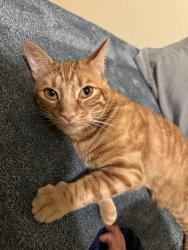 Lost Male Cat last seen Crosswalk, Portland, OR 97220