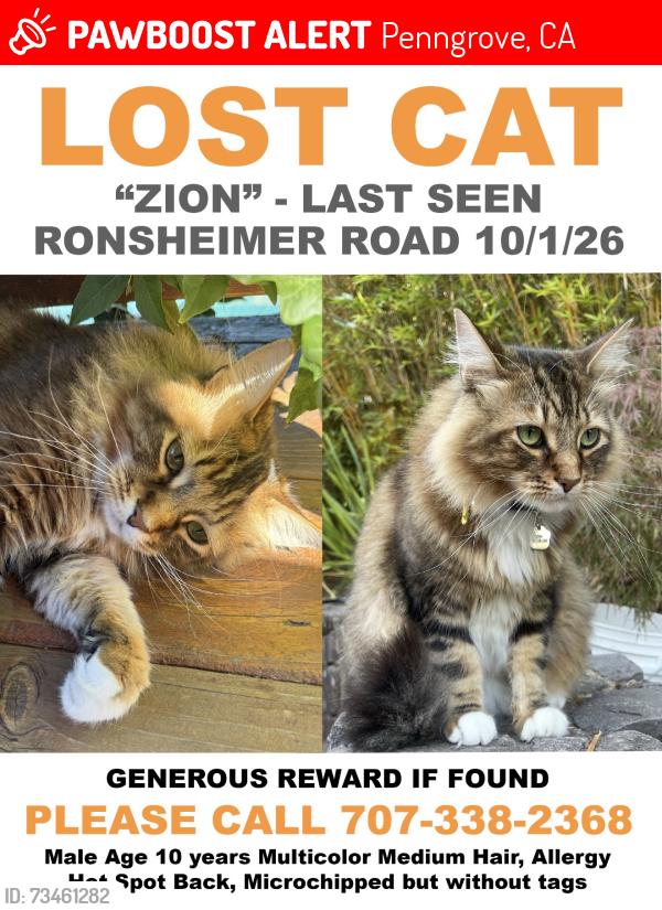 Lost Male Cat last seen Ronsheimer Rd, Penngrove, CA 94951