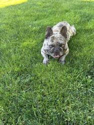 Reunited Male Dog last seen Near, Bonney Lake, WA 98391