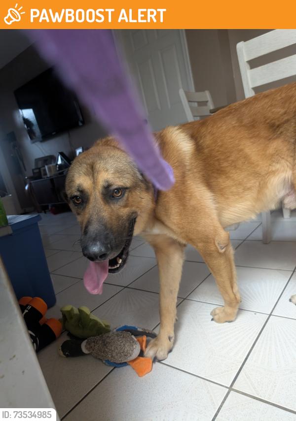 Found/Stray Male Dog last seen The 711 across from SLAM, West Palm Beach, FL 33406