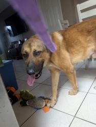 Found/Stray Male Dog last seen The 711 across from SLAM, West Palm Beach, FL 33406