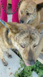 Found/Stray Unknown Dog last seen West Olympic Blvd at South Lucerne Blvd. , Los Angeles 90019, Los Angeles, CA 90019