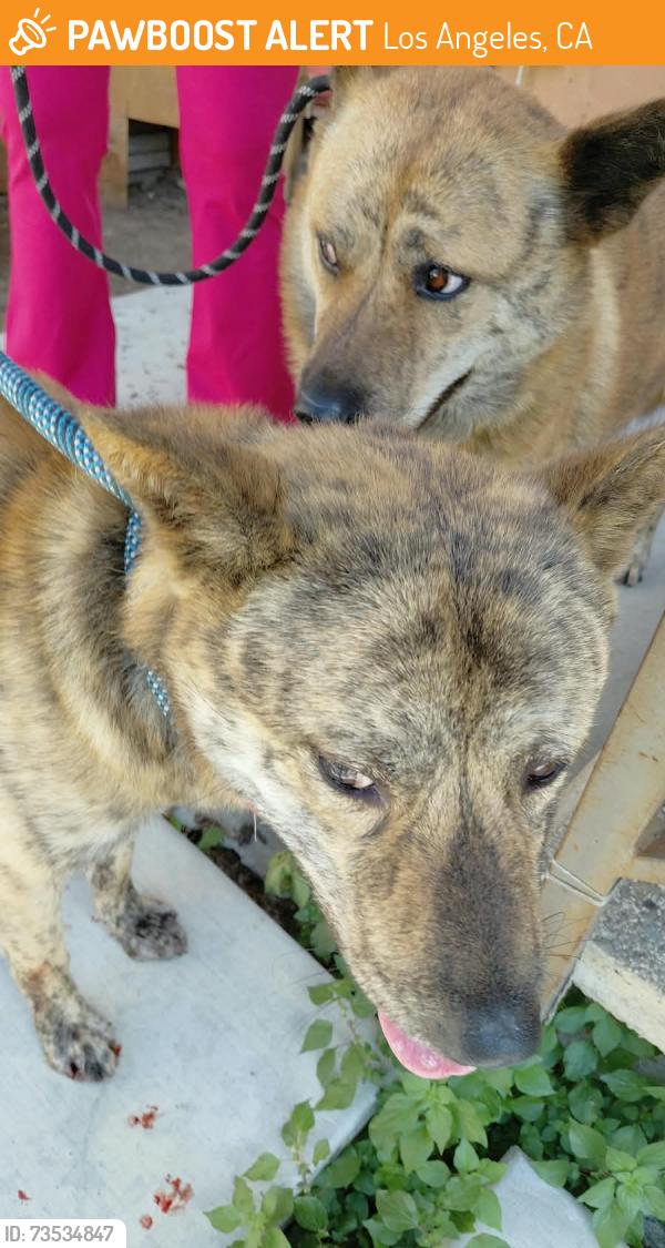 Found/Stray Unknown Dog last seen West Olympic Blvd at South Lucerne Blvd. , Los Angeles 90019, Los Angeles, CA 90019