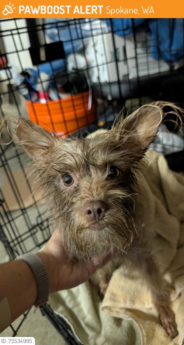 Found/Stray Male Dog last seen S Hatch and S 195, Spokane, WA 99203