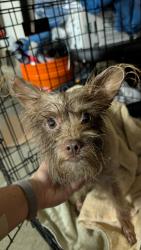 Found/Stray Male Dog last seen S Hatch and S 195, Spokane, WA 99203
