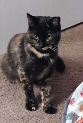 Lost Female Cat last seen Near South and stubbs, Provo, UT 84601