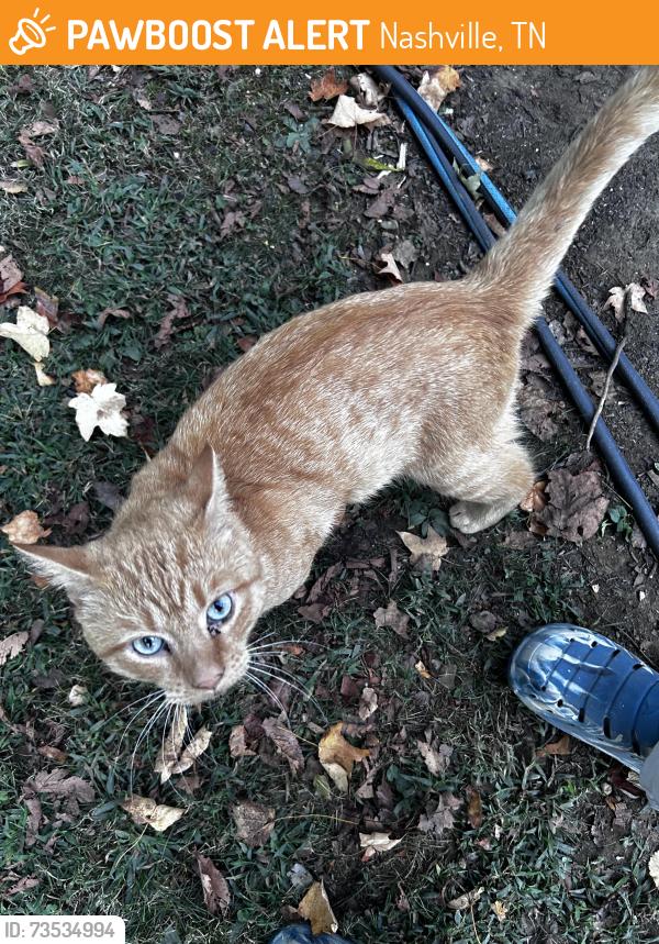 Found/Stray Male Cat last seen Franklin Limestone Road & Ct., Nashville, TN 37013