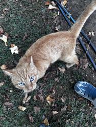 Found/Stray Male Cat last seen Franklin Limestone Road & Ct., Nashville, TN 37013