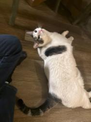 Reunited Male Cat last seen IMT apmts. Arizona Ave and Ray Rd, Chandler, AZ 85225