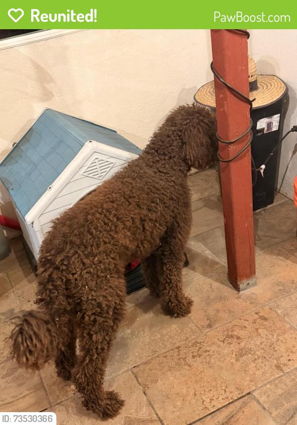 Reunited Male Dog last seen Filbert st and Fremont, Stockton, CA 95205