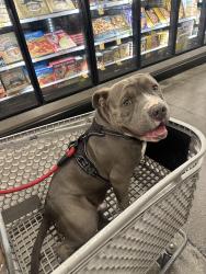 Lost Male Dog last seen East Webb/ McDaniels, North Las Vegas, NV 89030