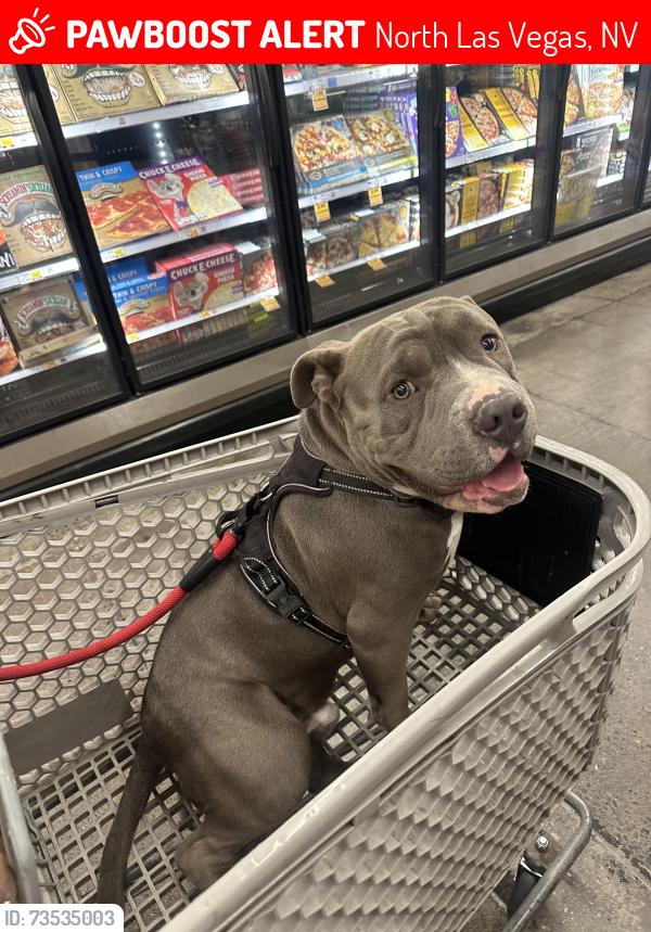 Lost Male Dog last seen East Webb/ McDaniels, North Las Vegas, NV 89030