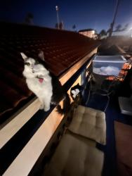 Lost Female Cat last seen Pacific coast highway, Huntington Beach, CA 92649
