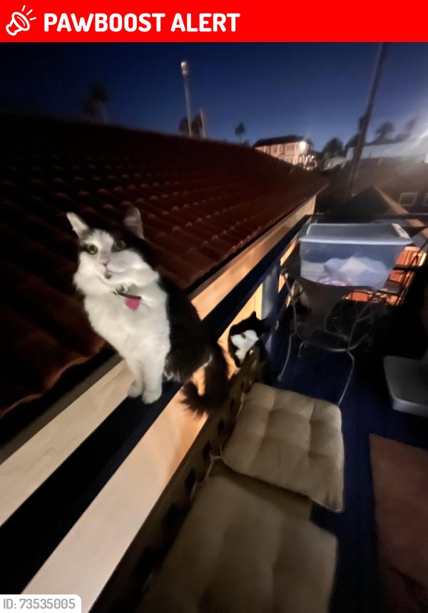 Lost Female Cat last seen Pacific coast highway, Huntington Beach, CA 92649