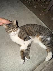 Found/Stray Unknown Cat last seen Lincoln blvd and linden ave, Los Angeles, CA 90291