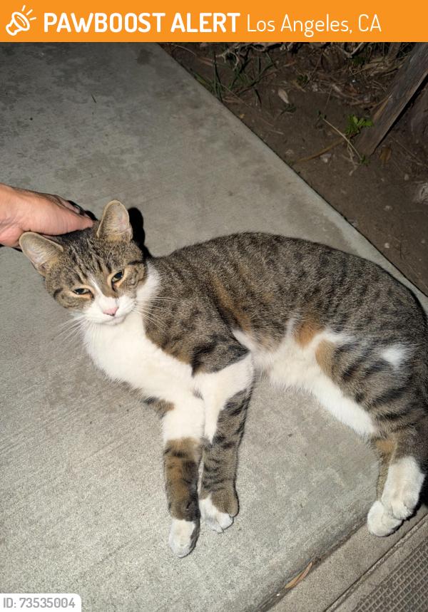 Found/Stray Unknown Cat last seen Lincoln blvd and linden ave, Los Angeles, CA 90291