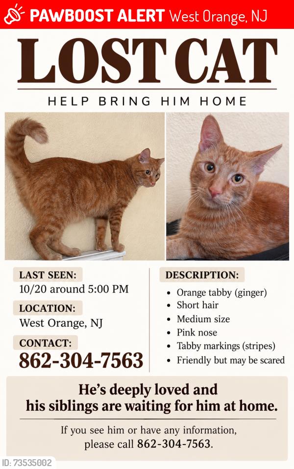 Lost Male Cat last seen We live by the Walgreens that have closed down in Main Street West Orange NJ, West Orange, NJ 07052