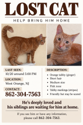 Lost Male Cat last seen We live by the Walgreens that have closed down in Main Street West Orange NJ, West Orange, NJ 07052