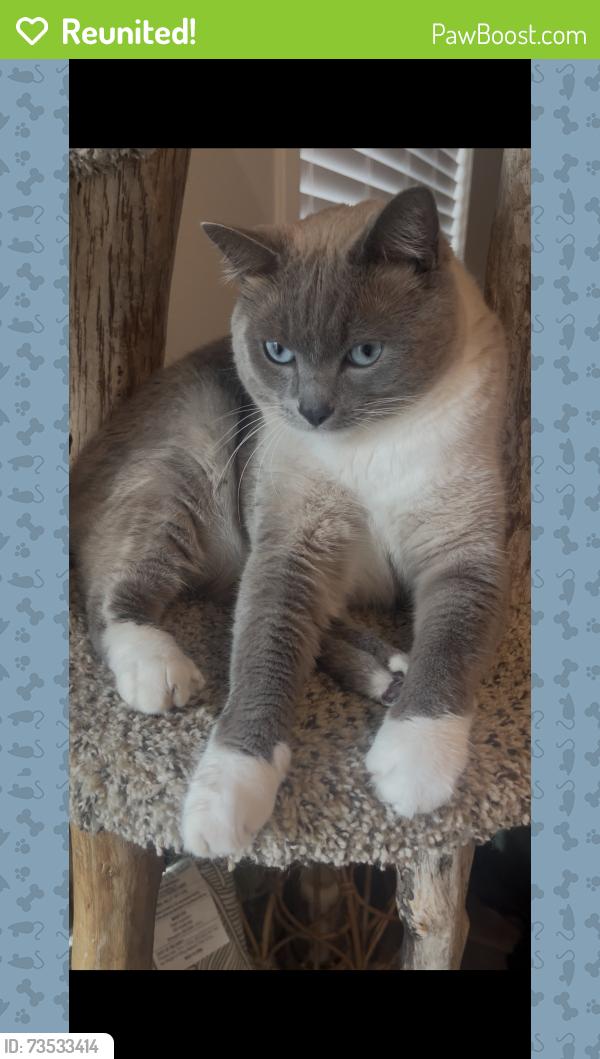 Reunited Male Cat last seen Constellation Ave and Mercury St, Salem, OR 97305