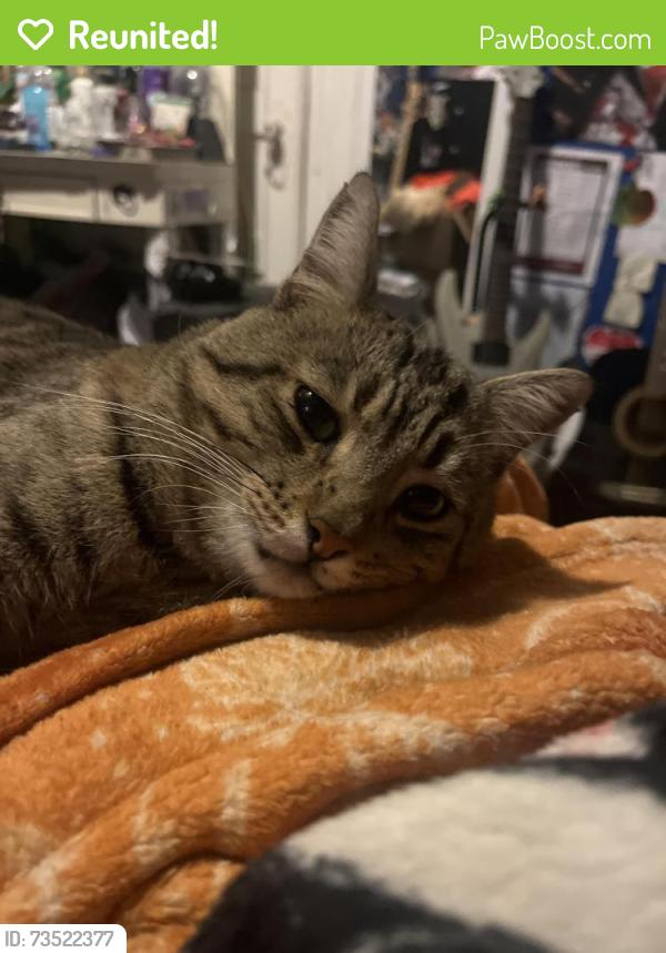 Reunited Male Cat last seen N 13th St and Julian street, San Jose, CA 95112