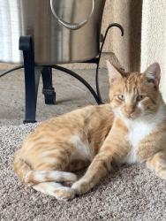Found/Stray Male Cat last seen Grant line and wilton rd, Wilton, CA 95624