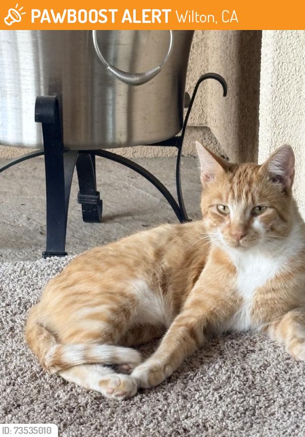 Found/Stray Male Cat last seen Grant line and wilton rd, Wilton, CA 95624
