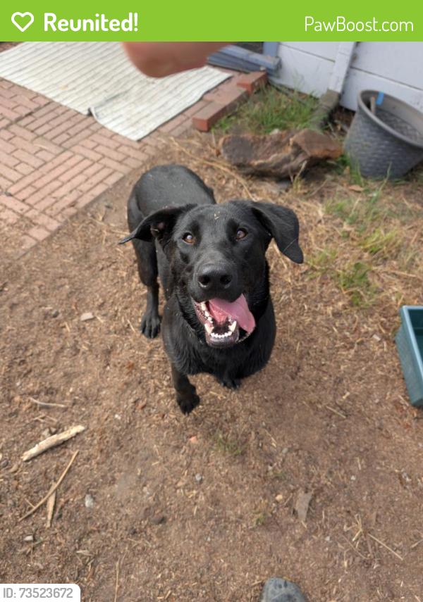 Reunited Female Dog last seen Alvarado park gazebo, Richmond, CA 94805