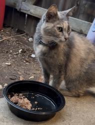 Found/Stray Female Cat last seen Washington & Cinderella, Lemon Grove, CA 91945