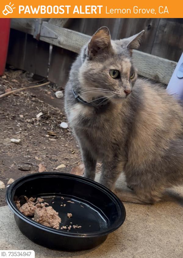 Found/Stray Female Cat last seen Washington & Cinderella, Lemon Grove, CA 91945