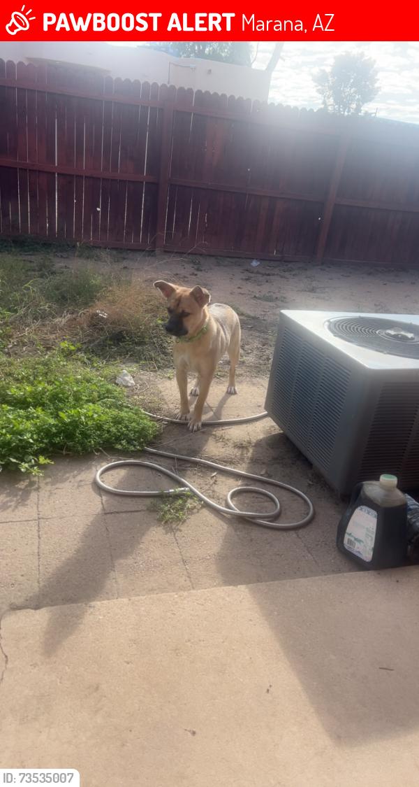 Lost Male Dog last seen Near N Feldman Rd Marana, AZ 85653 United States, Marana, AZ 85653