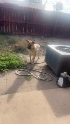 Lost Male Dog last seen Near N Feldman Rd Marana, AZ 85653 United States, Marana, AZ 85653