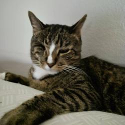 Lost Male Cat last seen between Greenfield and ValVista, Mesa, AZ 85206