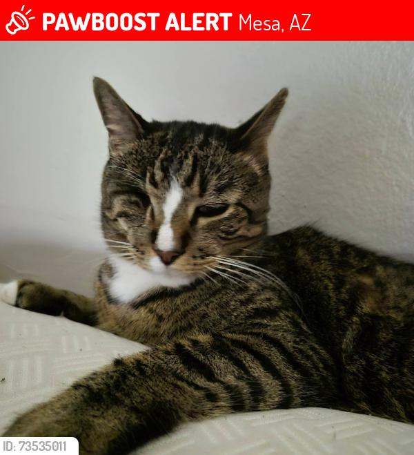 Lost Male Cat last seen between Greenfield and ValVista, Mesa, AZ 85206