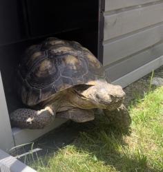 Reunited Male Reptile last seen Merrill and Chantry Ave, Fontana, CA 92335