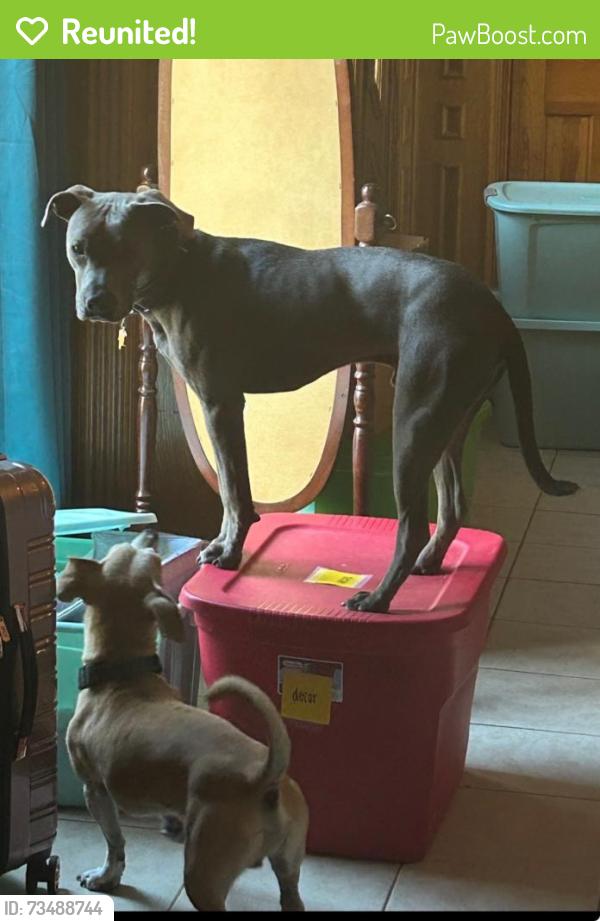 Reunited Male Dog last seen Lake Road in Lake Jackson Farms, Lake Jackson, TX 77566