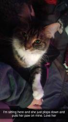 Lost Female Cat last seen Corona rd near Ballenger rd Flint, Mi. Or Genesee County Animal Control Flint, MI., Burton, MI 48509