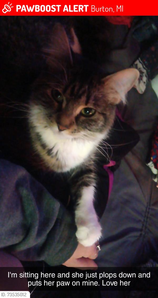 Lost Female Cat last seen Corona rd near Ballenger rd Flint, Mi. Or Genesee County Animal Control Flint, MI., Burton, MI 48509