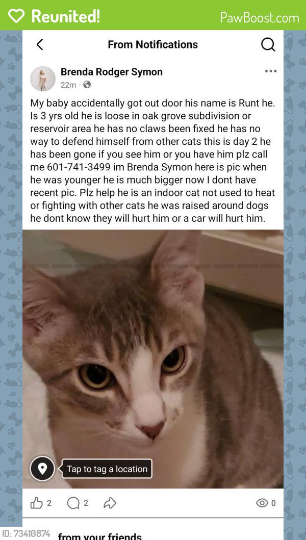 Reunited Male Cat last seen Old fannin rd, Brandon, MS 39047