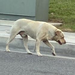 Found/Stray Male Dog last seen Off Northgate Street, near the intersection with Columbia Ave, Riverside, CA 92507