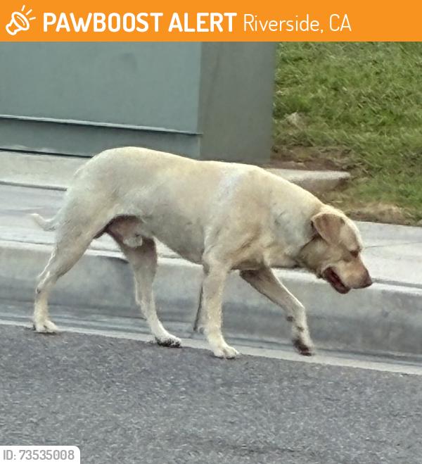 Found/Stray Male Dog last seen Off Northgate Street, near the intersection with Columbia Ave, Riverside, CA 92507