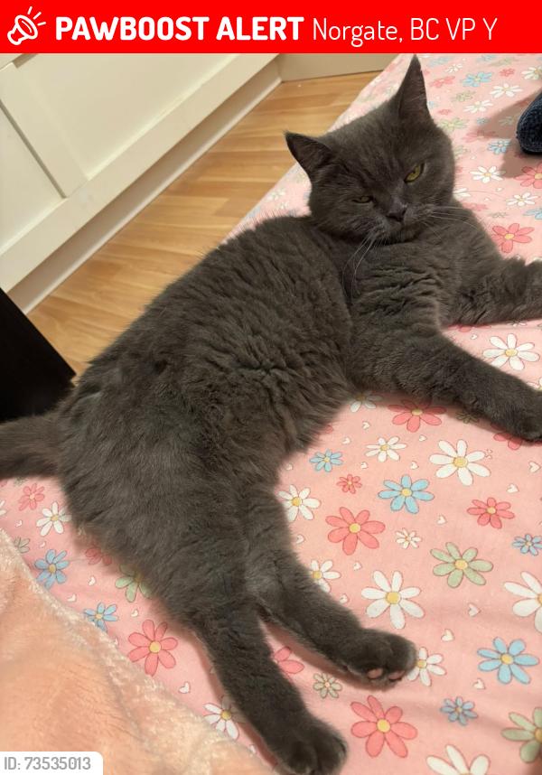 Lost Female Cat last seen Marine Drive, Norgate, BC V7P 2Y4
