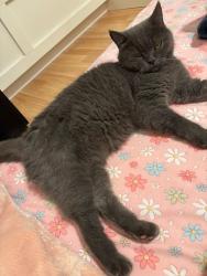Lost Female Cat last seen Marine Drive, Norgate, BC V7P 2Y4