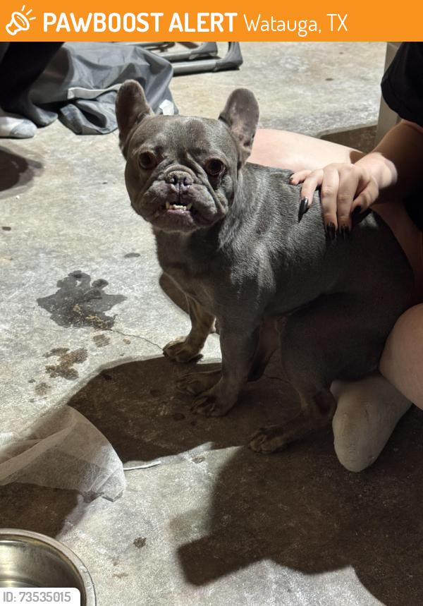 Found/Stray Male Dog last seen Near Echo Hill Dr, Watauga, TX 76148