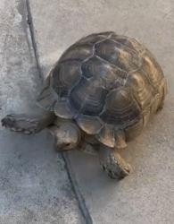 Reunited Unknown Reptile last seen I don’t remember, Hacienda Heights, CA 91745