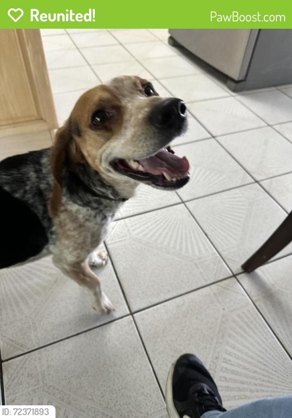 Reunited Male Dog last seen Flamago, West Palm Beach, FL 33406