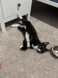 Found/Stray Unknown Cat last seen Circle K, Lillington, NC 27546