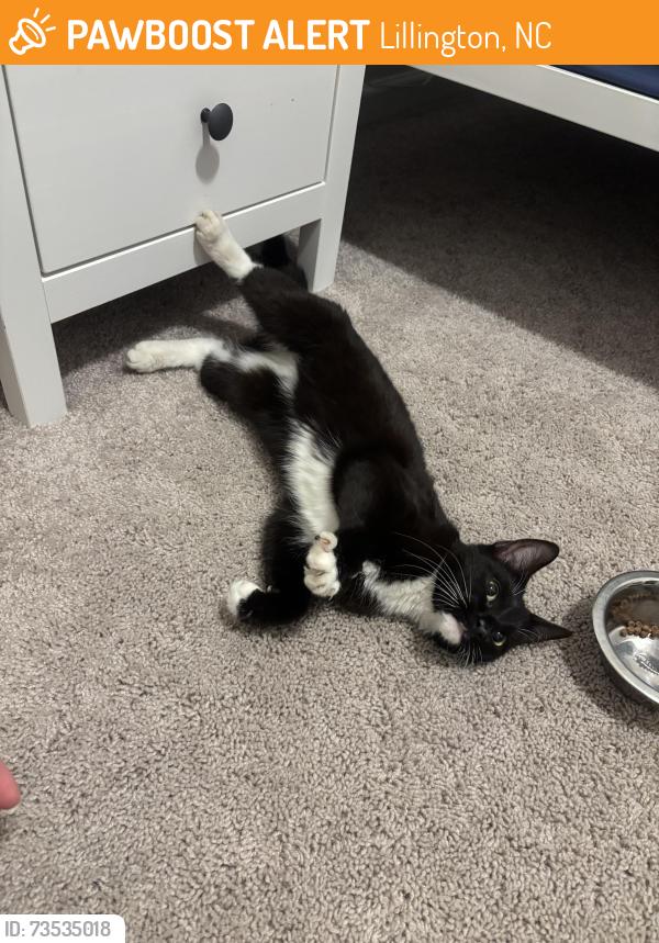 Found/Stray Unknown Cat last seen Circle K, Lillington, NC 27546