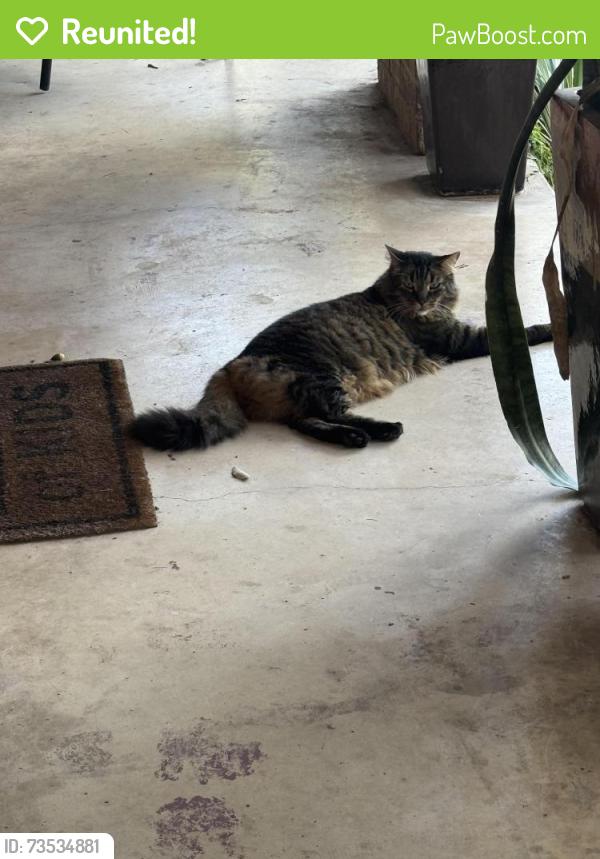 Reunited Male Cat last seen Near Heimer Rd, San Antonio, TX 78232