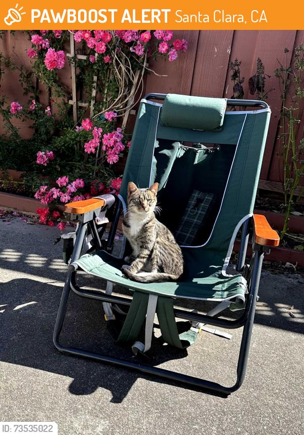 Found/Stray Female Cat last seen Forbes Avenue, Santa Clara, CA 95055
