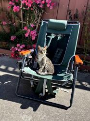 Found/Stray Female Cat last seen Forbes Avenue, Santa Clara, CA 95055